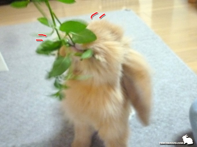 綱引き