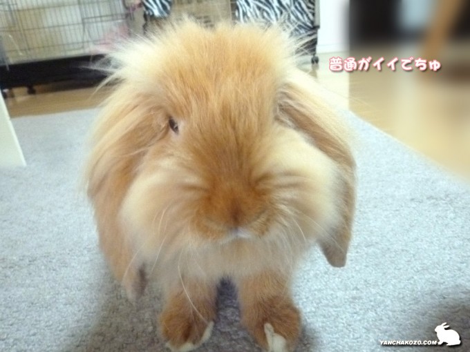 普通にくだちゃい