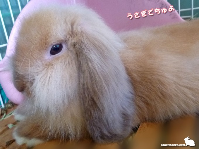 うさぎでちゅ