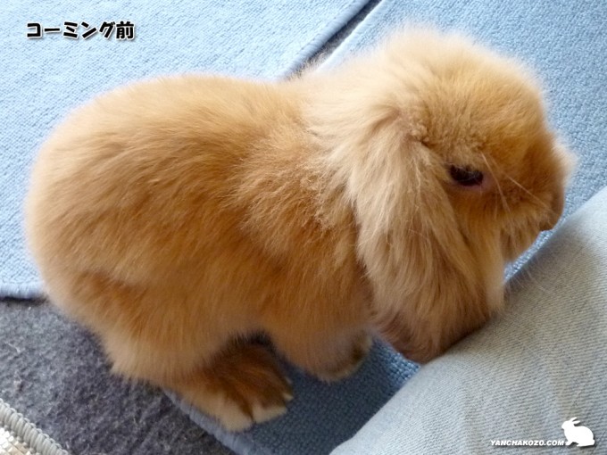 縮れ毛、もさもさ