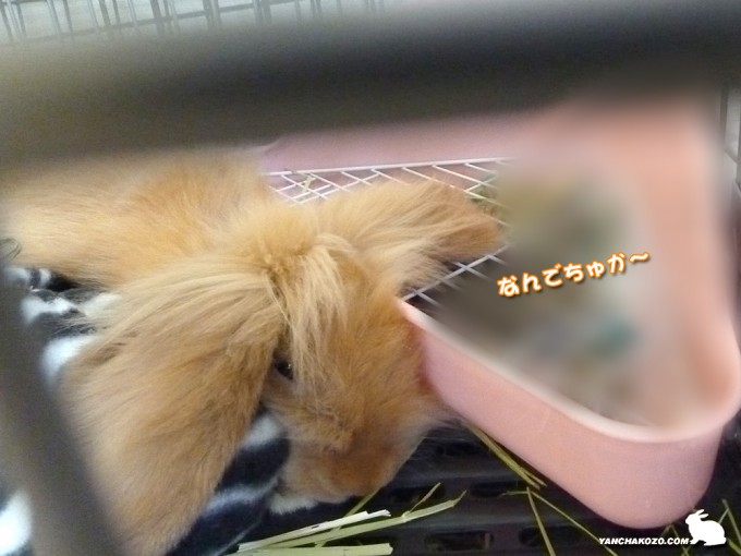 お寝惚けトフィ