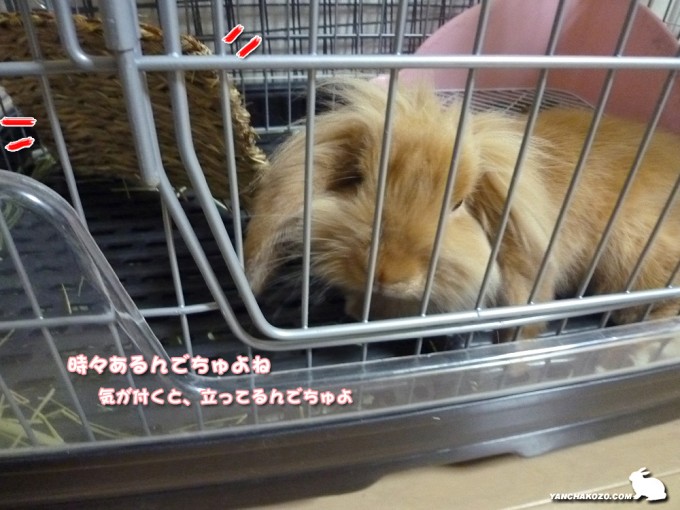 （怪）立った藁マット
