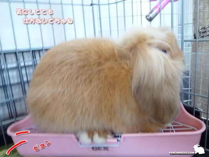 気にしましぇんよ