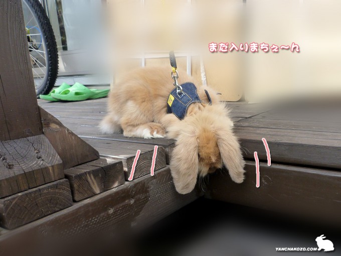 入らないでちゅ