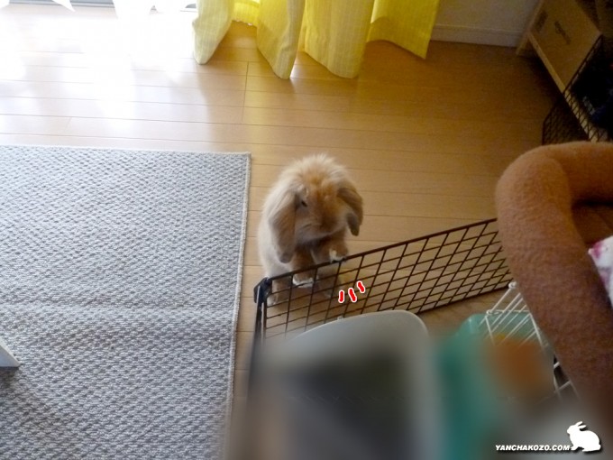 覗き
