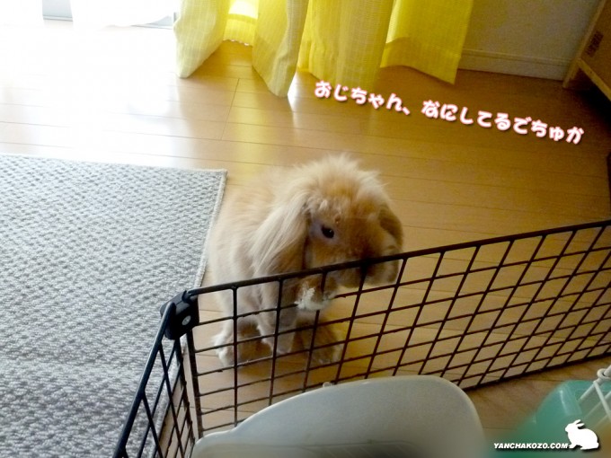 おじちゃんち