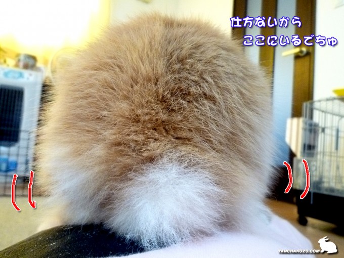 居座る