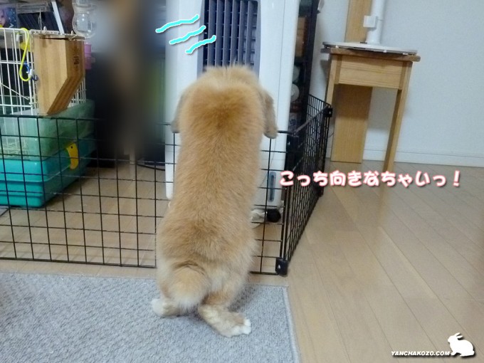 止まりなさい!