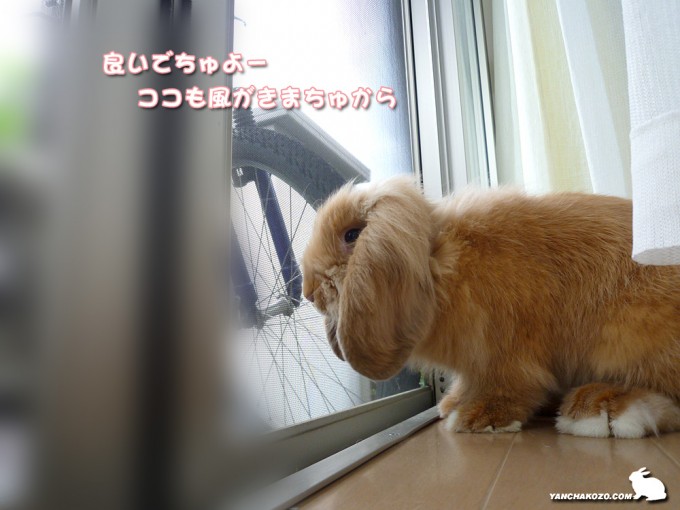窓からの風