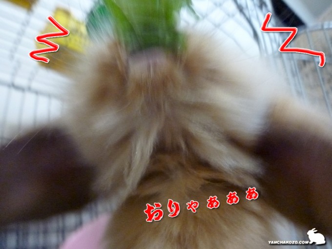 獲物を追ううさぎ