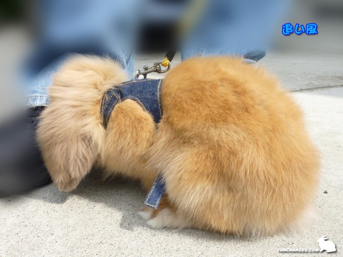追い風