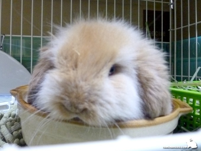 土鍋うさぎ