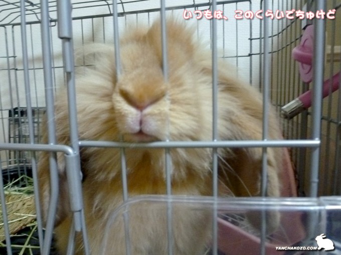 普通のお鼻ズボッ