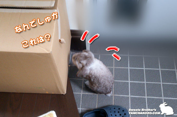 段ボールに驚き