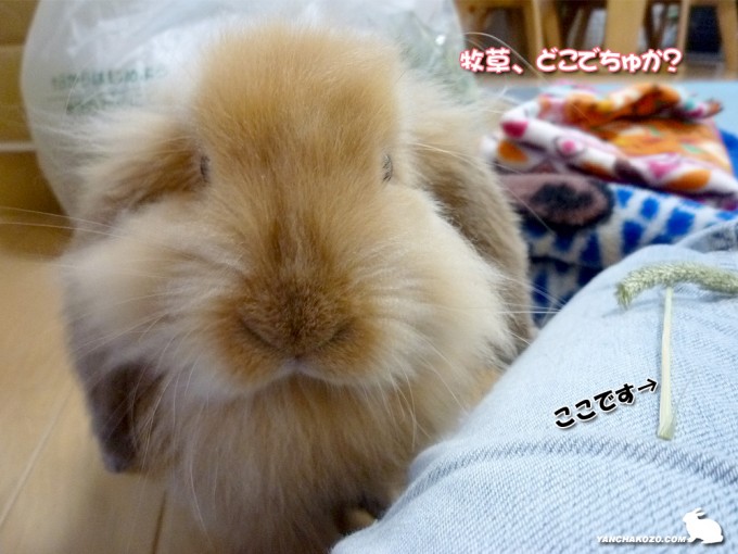 牧草どこ?