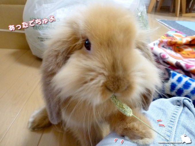 美味しいでちゅ