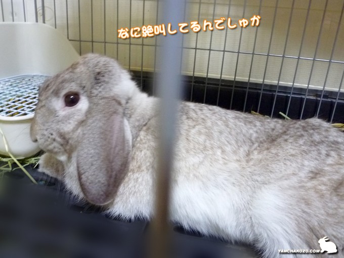 しれっとたるち