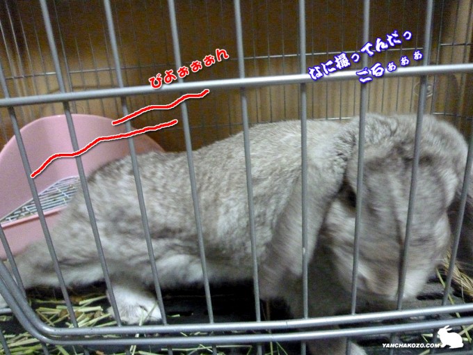 たるちのごるぁぁぁ