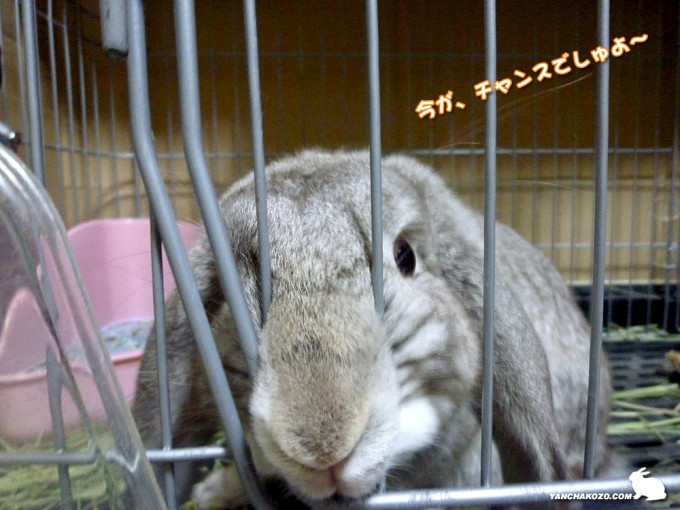 チャンスでしゅよ