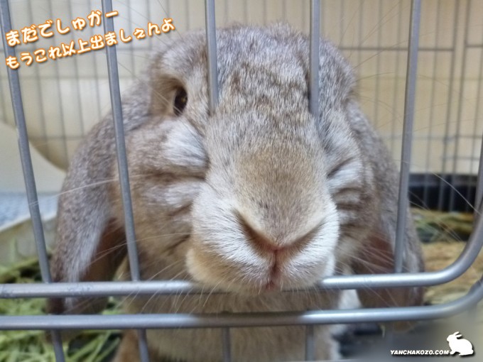 出ないでしゅよー