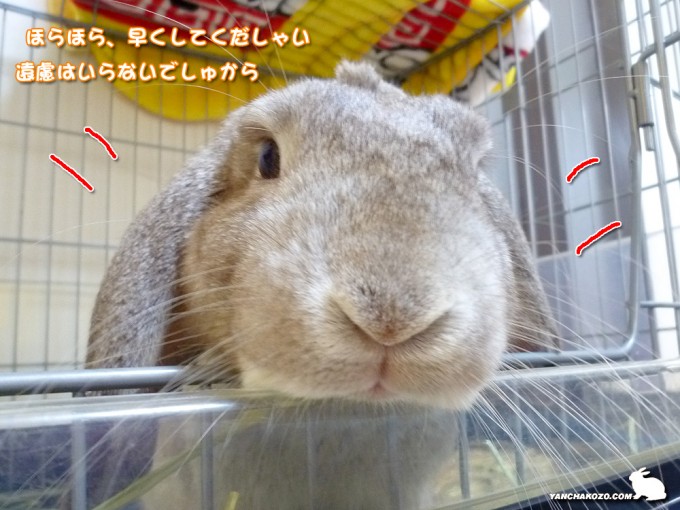 早くしてくだしゃい