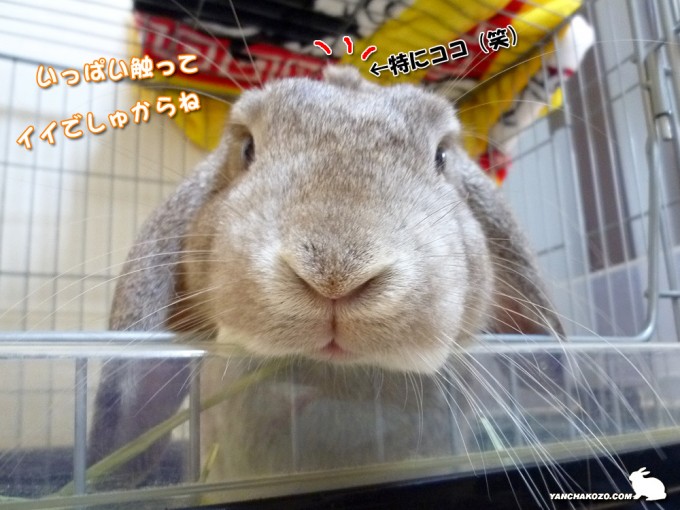 好きなだけどうぞ