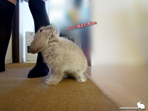 パンツ見えるよ