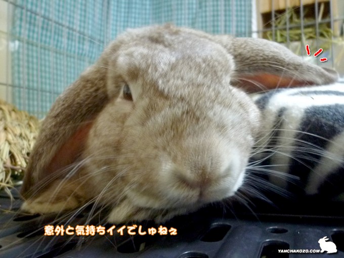 気持ちイイでしゅよ