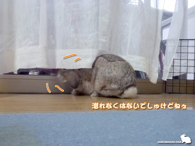 潜れなくもない