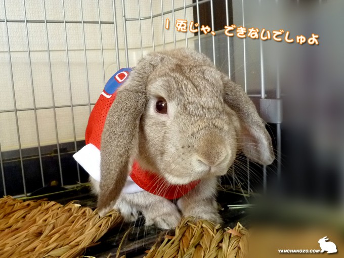 1兎じゃムリでしゅ