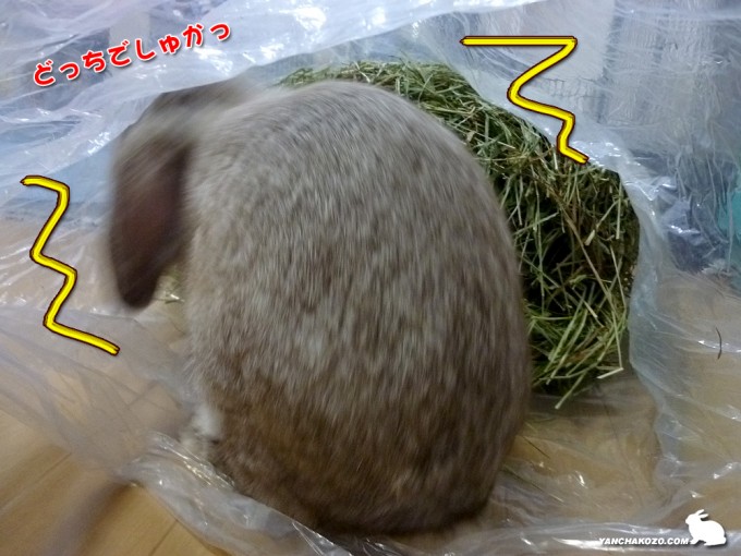 どっちでしゅかっ