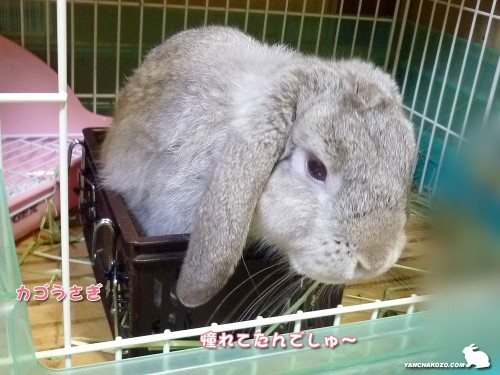カゴうさぎ