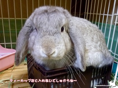 憧れの…