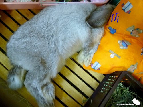 もういやだ…