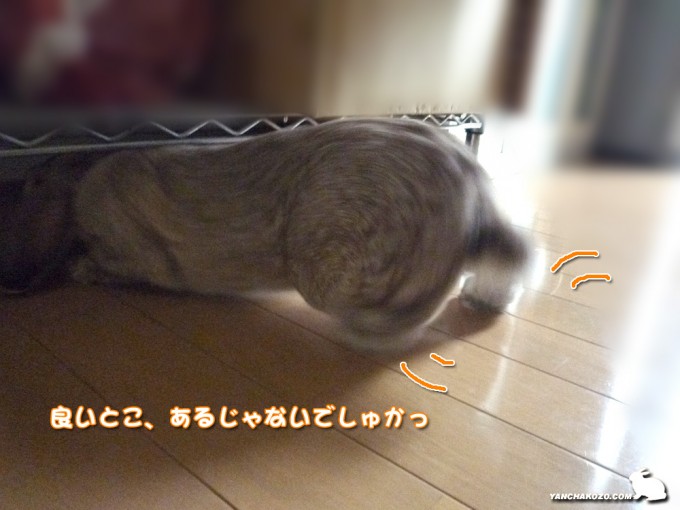 あったでしゅ