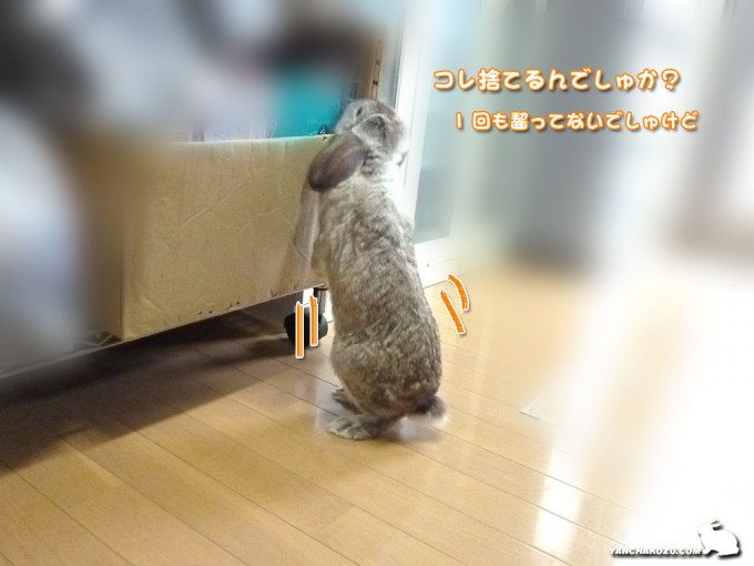 コレも気になる