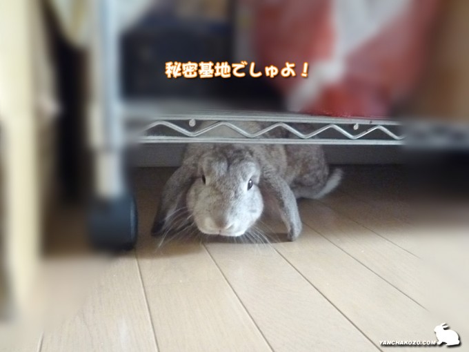 秘密基地みっけ!