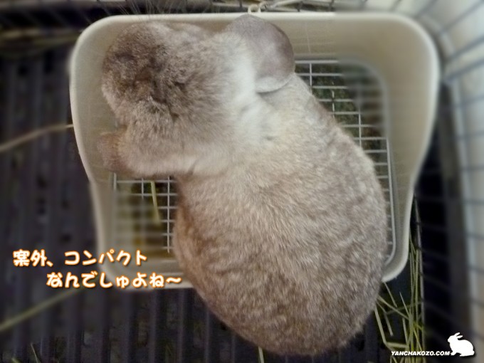 コンパクトなたるち