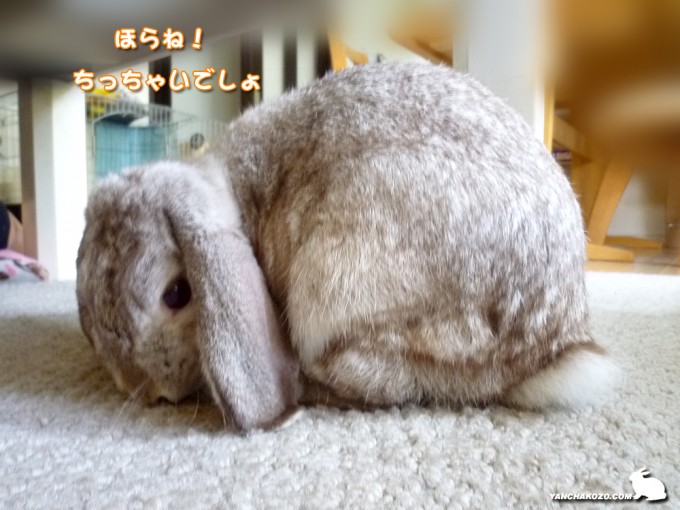 ほら、こんなに