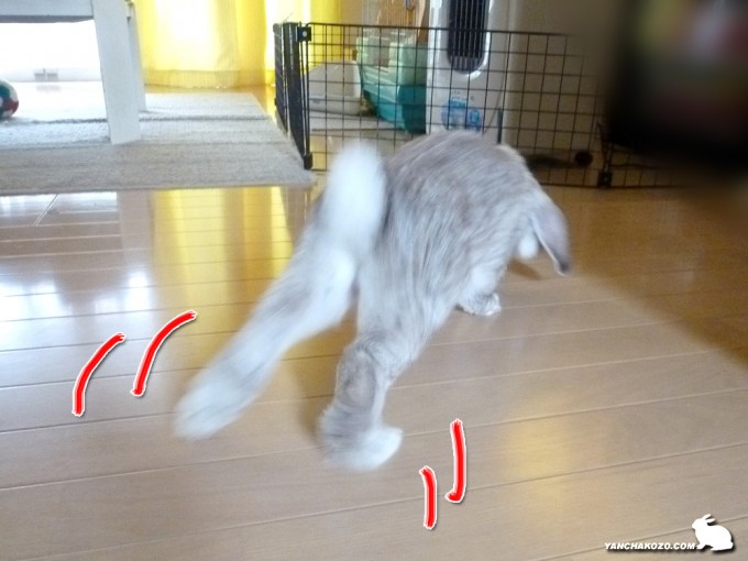 きゃっほーたるち