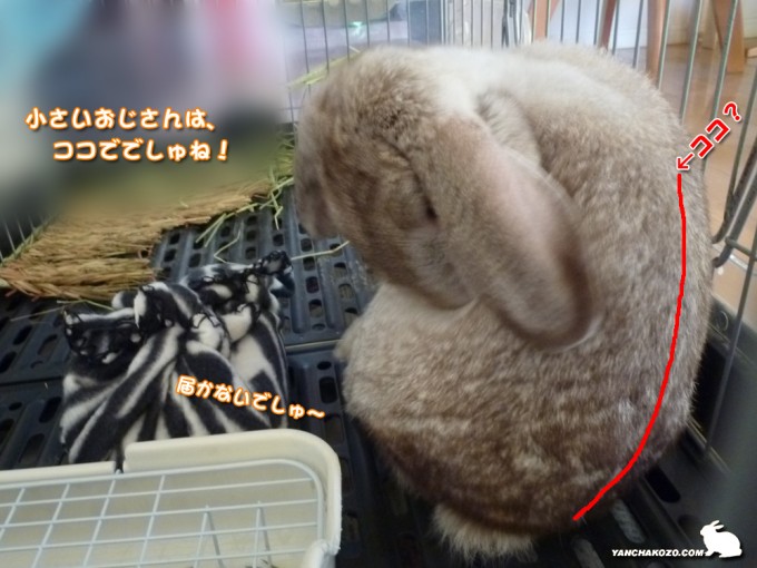 背中に届きましぇん！