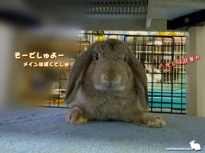 メインはぼくでしゅ