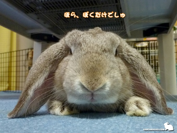 ぼくだけでしゅ