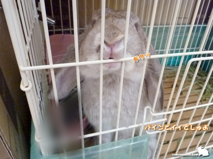 パインでイイでしゅよ