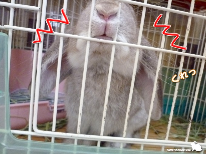 くれっ！