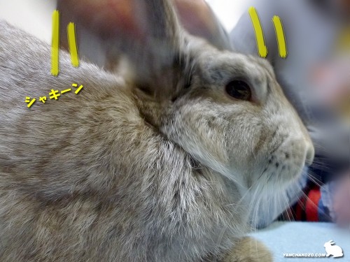 立ち耳に変身