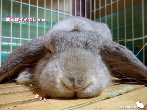 ぶぅぅぅ