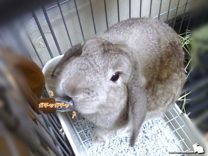 ガチャガチャ飲みます