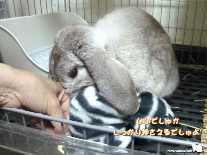 押さえてくだしゃい