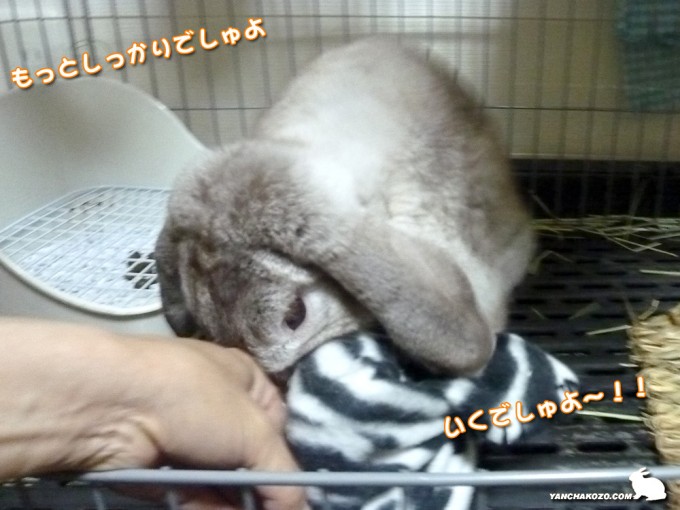 しっかりでしゅよ